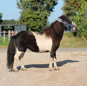 Te koop 7 super knappe shetlander en een haflinger ruin  beschikbaar voor biedingen