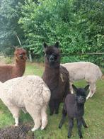 Zwarte alpaca hengst 1 jaar, Dieren en Toebehoren, Overige Dieren, Mei, Mannelijk
