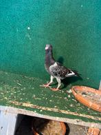 mooie, Dieren en Toebehoren, Vogels | Duiven