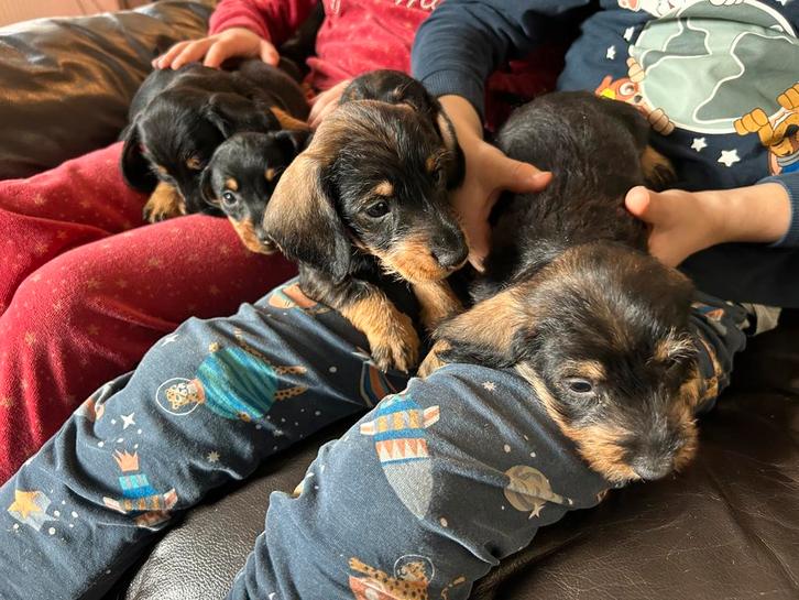 teckel pups Dwerg Ruwhaar, Dieren en Toebehoren, Honden | Teckels en Dashonden, Meerdere dieren, Ruwhaar, Dwerg, Particulier, Meerdere
