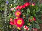 Dahlia miniatuur zaden, Tuin en Terras, Bloembollen en Zaden, Ophalen of Verzenden, Volle zon