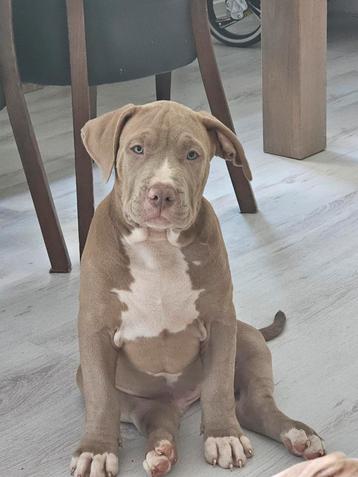 American bully xl abkc reu beschikbaar voor biedingen