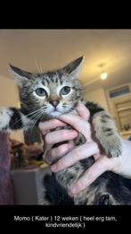 4 kittens Kruising Bengal /Europees korthaar, Dieren en Toebehoren, Katten en Kittens | Raskatten | Korthaar, Ingeënt, Poes