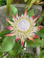 Protea cynaroides Little Prince, Ophalen of Verzenden, Zomer, Overige soorten, Volle zon