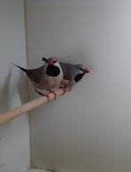 spitsstaartamadine, Dieren en Toebehoren, Vogels | Overige Vogels, Meerdere dieren, Tropenvogel, Geringd