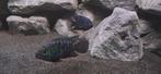 Jack dempsey bewezen koppel, Dieren en Toebehoren, Vissen | Aquariumvissen, Vis
