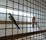 Koppel bleekkop rosella (opaline, Dieren en Toebehoren, Meerdere dieren, Geringd