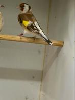 Majoor putters, Dieren en Toebehoren, Meerdere dieren, Wildzangvogel