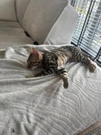 100% ras Bengaalse kat MET PASPOORT, Dieren en Toebehoren, Katten en Kittens | Overige Katten, Kater