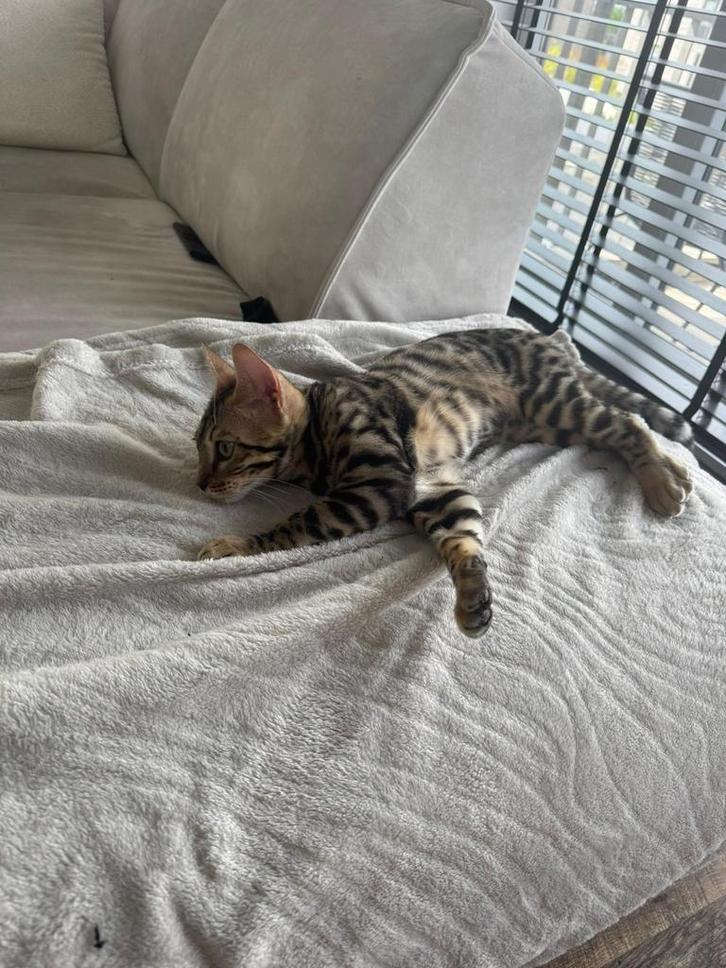 100% ras Bengaalse kat MET PASPOORT, Dieren en Toebehoren, Katten en Kittens | Overige Katten, Kater