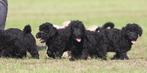 doodle/maltipoo pups, Dieren en Toebehoren, Honden | Chihuahua's en Gezelschapshonden, Overige rassen, CDV (hondenziekte), 8 tot 15 weken