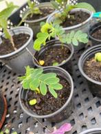 tamarinde plantjes, Ophalen, Volle zon, Groenteplanten, Eenjarig