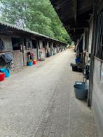 Pension stal incl service 550,-, Weidegang