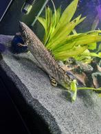 Polypterus ornatipinnis kwastvinsnoek, Zoetwatervis, Vis