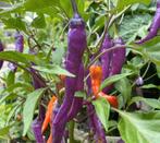 Peperzaden, Ophalen of Verzenden, Volle zon