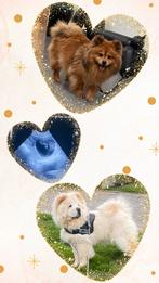 Teddydog met Epr stamboom  x Chow chow  (merle verwacht), Dieren en Toebehoren, Honden | Poolhonden, Keeshonden en Oertypen, CDV (hondenziekte)
