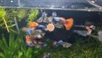 Raszuiver Platinum Red Tail Dumbo Ear (eigen kweek), Dieren en Toebehoren, Vissen | Aquariumvissen, Vis