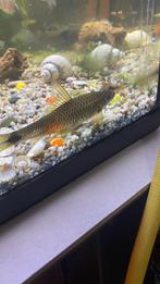 Crossocheilus Reticulatus / Siamese algeneter, Dieren en Toebehoren, Vissen | Aquariumvissen, Vis