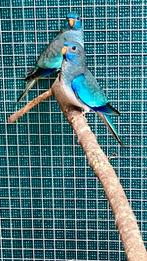 Splendid witborst mannen, Dieren en Toebehoren, Vogels | Parkieten en Papegaaien, Mannelijk, Parkiet