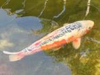 Japanse Koi karpers per stuk te koop, Dieren en Toebehoren, Karper of Koi