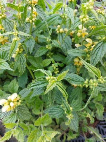 Lamium galeobdolon (gele dovenetel)