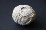 fossiel zee-egel wereld, Verzamelen, Mineralen en Fossielen, Ophalen of Verzenden, Fossiel