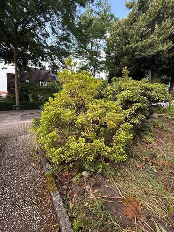 Laatste kans! Planten gratis af te halen beschikbaar voor biedingen