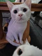 3 lieve poezen moeten weg, Dieren en Toebehoren, Katten en Kittens | Overige Katten, Poes, 0 tot 2 jaar