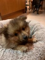 Pomeriaan puppy mannetje, December, Mannelijk