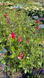 Salvia ‘hotlips’ vanaf €2, Tuin en Terras, Ophalen, Zomer, Overige soorten, Volle zon