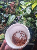 Isopods porcellio pruinosus orange, Dieren en Toebehoren, Insecten en Spinnen, Overige soorten