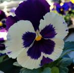 Viooltjes en bosviooltjes te koop, Tuin en Terras, Ophalen, Volle zon