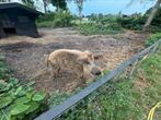 wolvarken zoekt nieuw huis, Dieren en Toebehoren, Schapen, Geiten en Varkens, Mannelijk, Varken, 0 tot 2 jaar