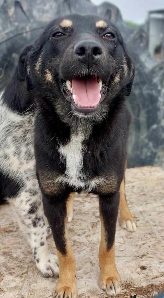 CECILIA MET HAAR MOOIE LACH LIEF EN VRIENDELIJK TEEFJE, Dieren en Toebehoren, Honden | Niet-rashonden, Middel, Teef, Particulier