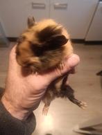 te koop cavia zeugjes van 6 weken oud, Dieren en Toebehoren, Knaagdieren, Cavia, Vrouwelijk, Tam, September