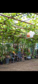 Oude druivenranken - druivenplant - druiven rank, Ophalen, Lente, Overige soorten, Volle zon