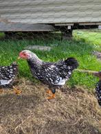 Prachtige jonge Wyandotte haan - zilver zwartgezoomd, Dieren en Toebehoren, Pluimvee, Mannelijk, Kip