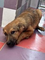 ACE: Phily wil graag wat aandacht van je!, Dieren en Toebehoren, Honden | Niet-rashonden, Particulier, Rabiës (hondsdolheid), 15 weken tot 1 jaar