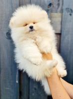 Pomeranian Pupjes Te Koop – Beerfce Type, Dieren en Toebehoren, Particulier, Reu, 8 tot 15 weken, Buitenland