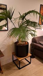 Kentia Palm op Hydrocultuur, Ophalen, Palm, Halfschaduw, In pot