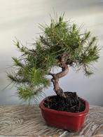 Pinus. Halepensis, Tuin en Terras, Planten | Bomen, Bloeit niet, Halfschaduw, Minder dan 100 cm, Overige soorten