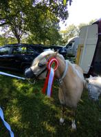 Mooie palamino pony te koop!, Dieren en Toebehoren, Pony's, Merrie