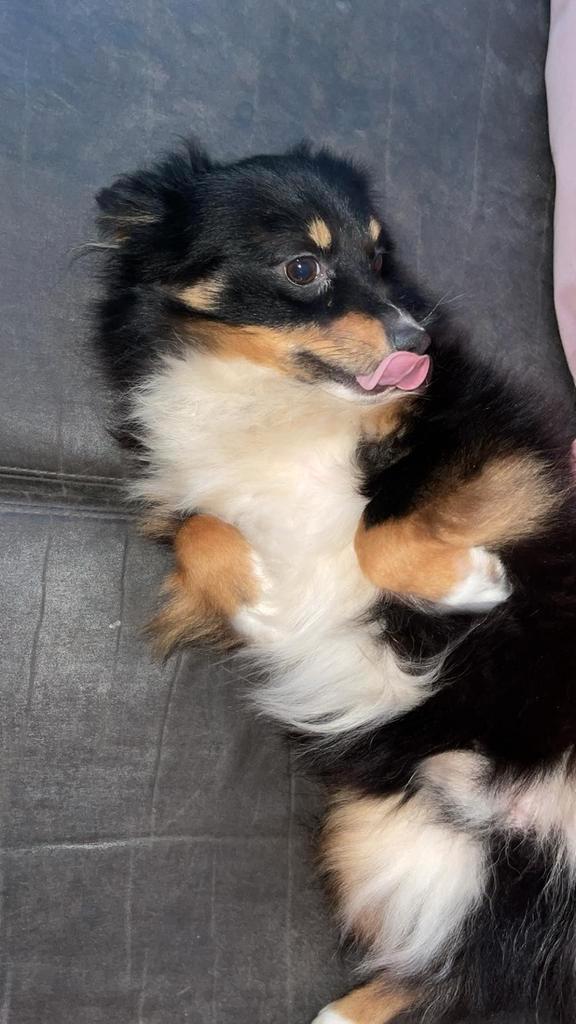 Keeshondje, Dieren en Toebehoren, Honden | Poolhonden, Keeshonden en Oertypen, Reu, Keeshond, Particulier, Eén hond, Nederland