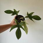 Philodendron Florida Ghost, Huis en Inrichting, Kamerplanten, Ophalen of Verzenden, Minder dan 100 cm