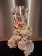 Decoratieve schelpen en koraal, Ophalen of Verzenden