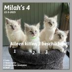 Zenzidolls Ragdoll kittens met stamboom, gechipt en 2x geënt, Dieren en Toebehoren, Katten en Kittens | Raskatten | Langhaar, Meerdere dieren