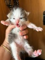 Nog 1 katertje te reserveren, Dieren en Toebehoren