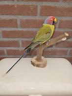 Prachtige nieuw opgezette pruimenkop parkiet, Ophalen of Verzenden, Nieuw, Vogel, Opgezet dier
