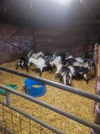 Te koop pauwgeiten, Dieren en Toebehoren, Vrouwelijk, Geit