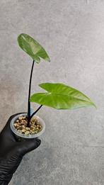 Alocasia Macrorrhiza Black Stem, Ophalen of Verzenden